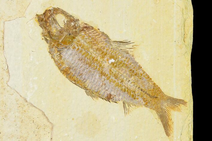 Detailed Fossil Fish (Knightia) - Wyoming #155469